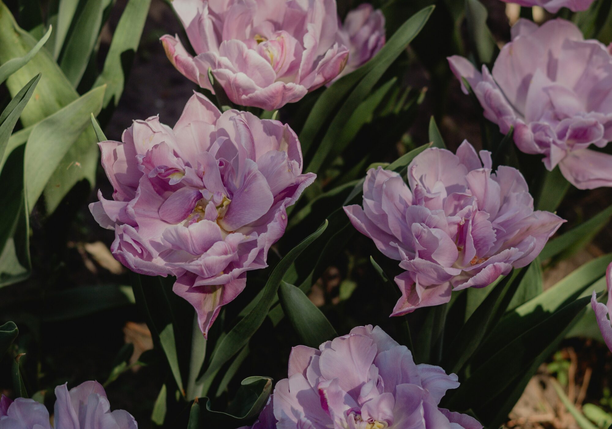 Eugenia pan kiv Ym4 Hc D5i1v E unsplash