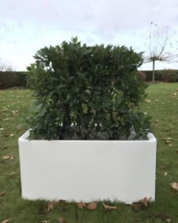 Mand Roma Laag Wit + Laurierhaag L90Xb40Xh120Cm