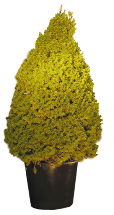 Picea Conica